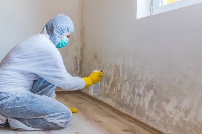 Mold Remediation Process